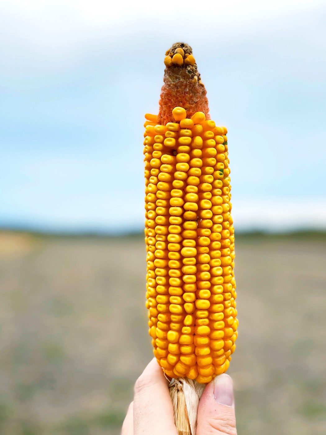 Corn Fed Iowa – Touring America's Farms
