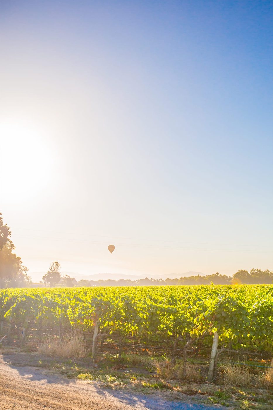 Exploring Sonoma's Wine Country