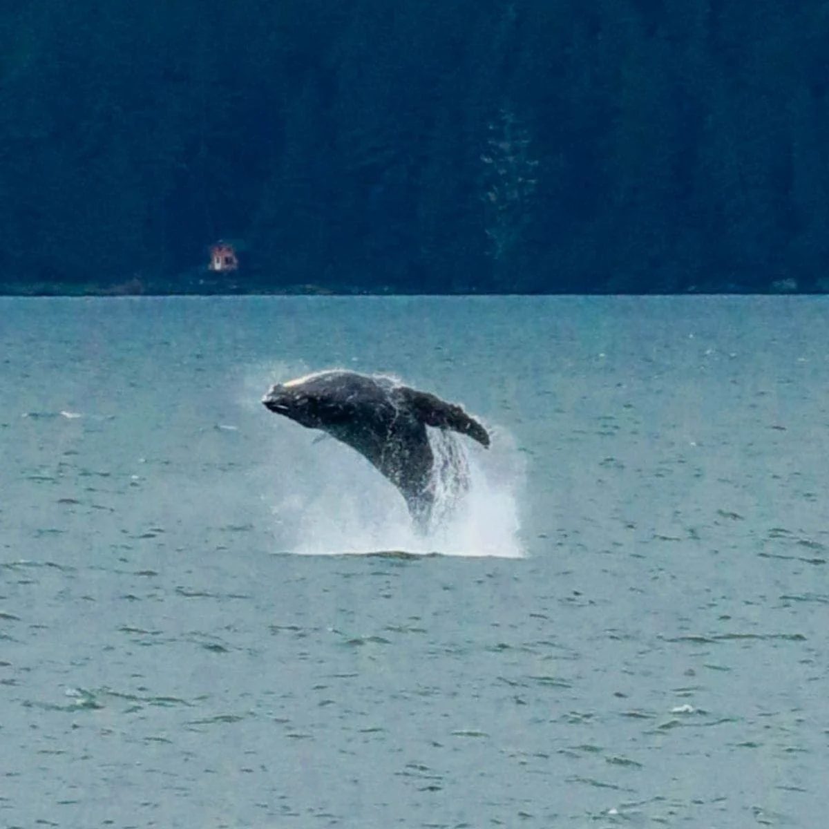 Juneau Alaska Port Guide